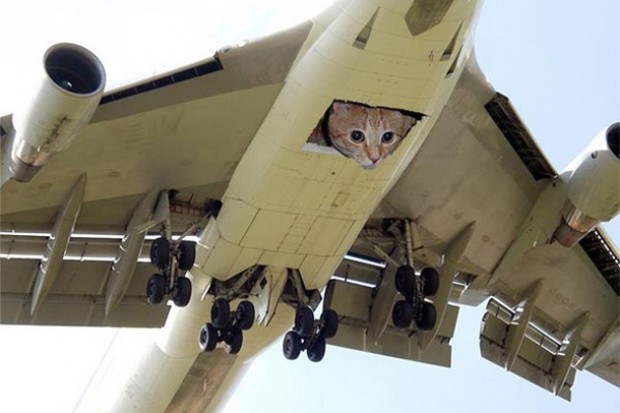 cat-plane-630-620x413.jpg